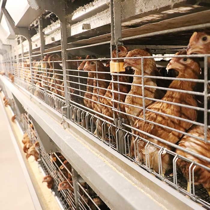 एंटीरस्ट चिकन एग लेयर केज बिछाने मुर्गियाँ बैटरी केज फार्मिंग